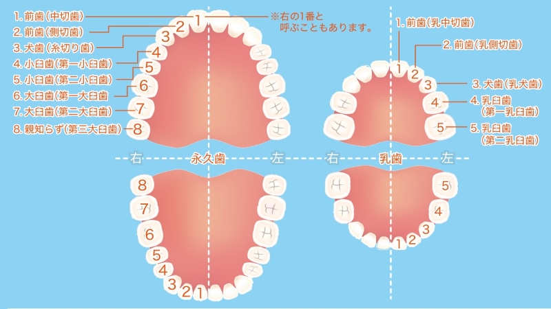 Từ vựng về răng trong tiếng Nhật