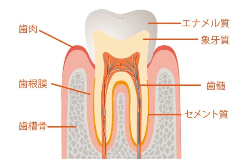 Từ vựng về răng trong tiếng Nhật
